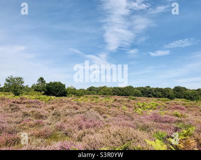 Spaziergänge in der herrlichen Heide im Blaxhall Common Nature Reserve in Suffolk, East Anglia, England, Großbritannien Stockfoto