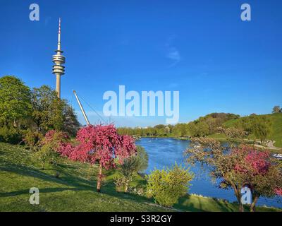 Kirschbäume blühen im Münchner Olympiapark in der Nähe des Fernsehturms, Deutschland. Stockfoto