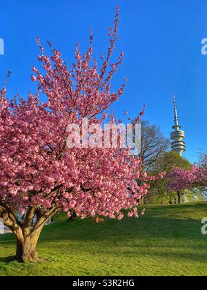 Blühender rosa Kirschbaum mit Fernsehturm im Olympiapark München, Deutschland. Stockfoto
