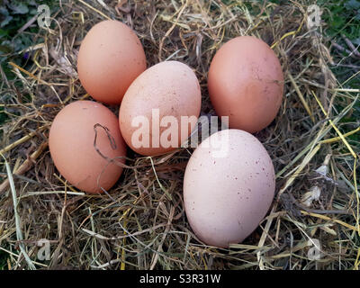 Rote Eier in einem Strohnest aus der Nähe Stockfoto