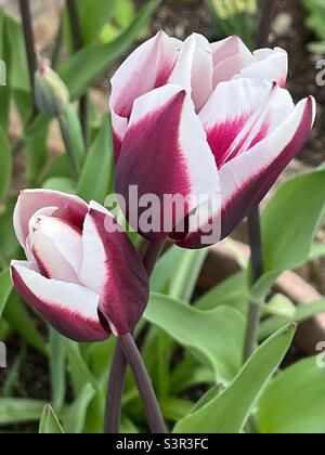 Zweifarbige Tulpen blühen im Garten Stockfoto