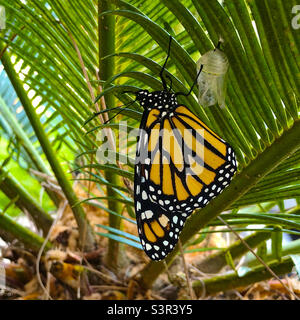 Neu aufgetauchte weibliche Monarch-Schmetterling, der an der Chrysalis hängt. Stockfoto