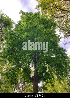 Ein Rosskastanienbaum mit Blütenblüten. Stockfoto