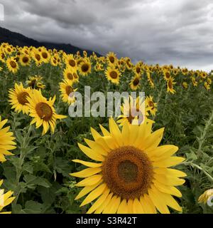 Straßenrand Maui Sonnenblumen. Stockfoto