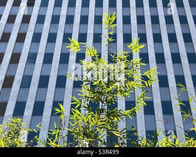 Sonnenlicht, das durch die grünen Blätter eines Baumes scheint, mit Fenstern eines hohen Bürogebäudes im Hintergrund Stockfoto
