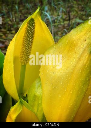 Skunk-Kohl (Lysichiton americanus), Großbritannien, kultiviert, April. Stockfoto