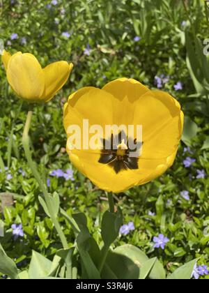 Der Frühling ist im Garten entstanden Stockfoto