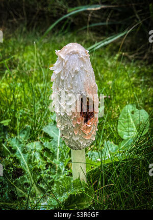 Shaggy Tinte Cap Pilz Stockfoto