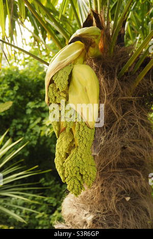 Trachycarpus fortunei, Windmühlenpalme, Chusanpalme, Blume Stockfoto