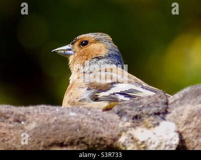 Farbenfroher Chaffinch-Vogel im Frühling Stockfoto
