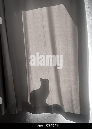 Silhouette Schatten der Katze hinter Vorhang in sonnigen Fenster, gedämpfte Töne mit Kontrast Stockfoto