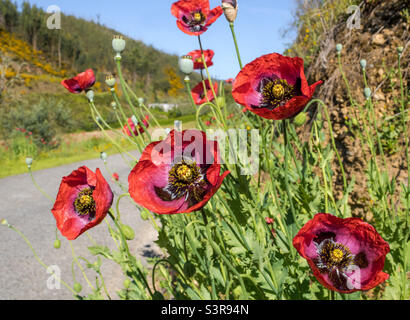 Wildblumen am Ufer einer Landstraße Stockfoto