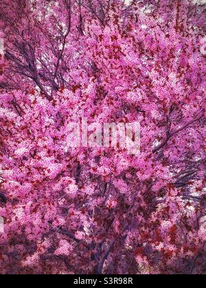 Ein Frühlingsbaum, der in rosa Blüten in Utah, USA, blüht. Macht eine schöne natürliche Abstraktion. Stockfoto