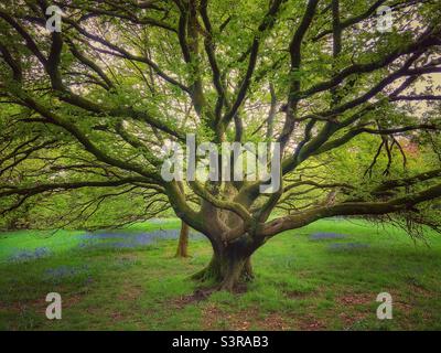 Alter Baum mit vielen niedrigen Ästen, umgeben von Bluebells im Rivington Arboretum Stockfoto