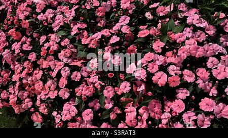 Eine lebendige Anzeige rosa Blumen in voller Blüte, die die zarte Schönheit und Frische der Natur einfangen. Stockfoto