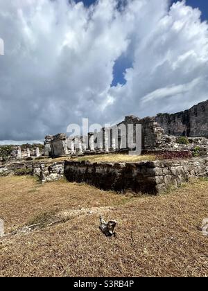 Iguana vor den alten Maya-Ruinen in Tulum Mexico Stockfoto