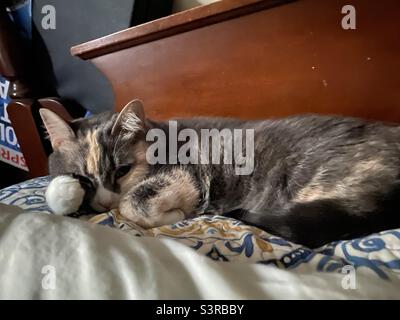 Fauler Tag mit meinem Pelzbaby! Katzen herrschen Stockfoto