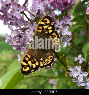 Ein gesprenkelter Holzschmetterling (Pararge aegeria) auf Fliederblüten (Syringa vulgaris), Spätsommerer, Großbritannien Stockfoto