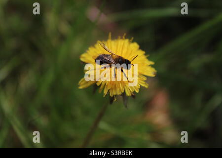 Eine Nahaufnahme einer Wespe, die auf einer Dandelionenblume gelandet ist. Dieses Foto wurde auf einer Wiese in Liverpool, Merseyside, aufgenommen. Das Foto wurde im Mai 2022 aufgenommen. Stockfoto