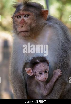 Indische Affen und Babys Stockfoto