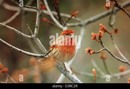 Hausfink, Vogelfotografie, Vogelbeobachtung, Vogelbeobachtung, Gartenfotografie, Nordamerika, Vögel, Wildtiere. Hausfink, Anfang Frühjahr Stockfoto