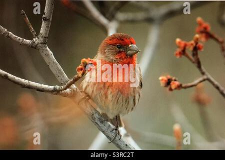 Hausfink, Vogelfotografie, Vogelbeobachtung, Vogelbeobachtung, Gartenfotografie, Nordamerika, Vögel, Wildtiere. Hausfink, Anfang Frühjahr Stockfoto