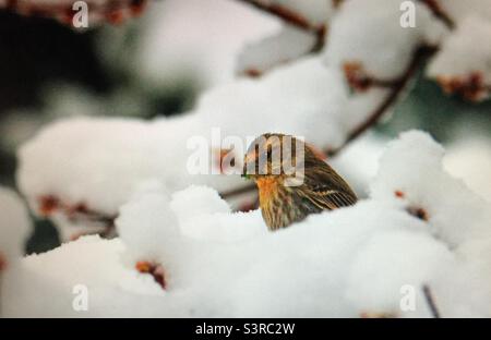 Hausfink, Vogelfotografie, Vogelbeobachtung, Vogelbeobachtung, Gartenfotografie, Nordamerika, Vögel, Wildtiere. Hausfink, Frühfrühling, Schnee Stockfoto