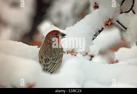 Hausfink, Vogelfotografie, Vogelbeobachtung, Vogelbeobachtung, Gartenfotografie, Nordamerika, Vögel, Wildtiere. Hausfink, Frühfrühling, Schnee Stockfoto