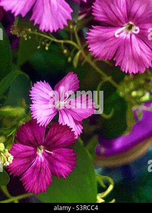 Leuchtend rosa Blüten mit grünen Blättern in farbenfroher Vase Stockfoto