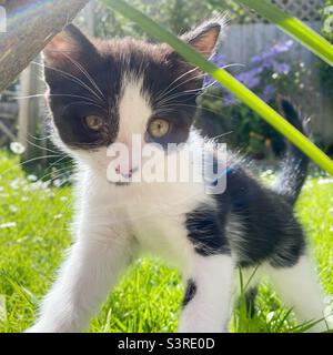 Nahaufnahme eines jungen schwarz-weißen Kätzchens, das in einem Garten verspielt ist. Stockfoto