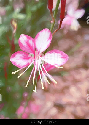 Kleine gaura-Blüte in Rosa und weiß. Stockfoto