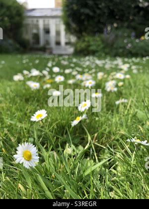 Gänseblümchen, die auf einem Rasen in einem Garten in Springtime, Großbritannien, wachsen Stockfoto