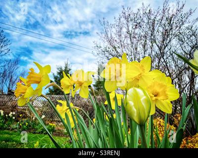 Narzissen im Frühlingsgarten. Stockfoto