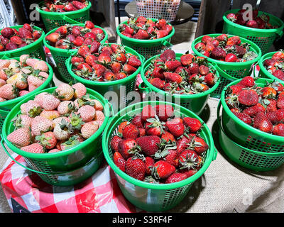 Frische Bio-Erdbeeren, die gerade auf einem Bauernmarkt gepflückt werden. Stockfoto