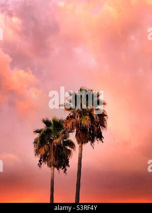 Palmen vor einem strahlend rosa Sonnenuntergang in Portugal Stockfoto