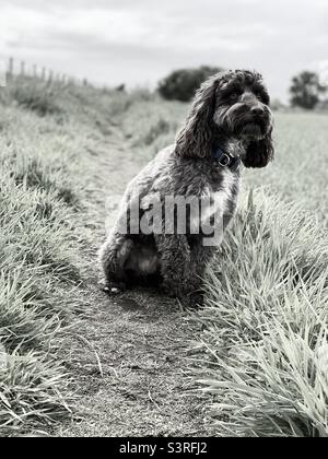 Was ist das? Cockapoo Hund auf dem Feld Stockfoto