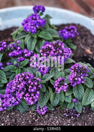 Wunderschöne winzige dunkelviolette Blüten der Heliotrop-Pflanze. Stockfoto