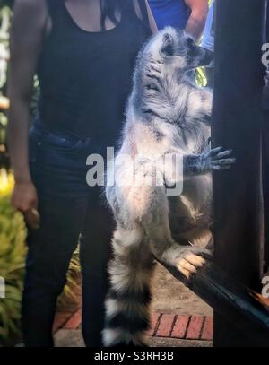 Ring-Schwanzmaki, der auf einer von Menschen umgebenen Stange sitzt Stockfoto