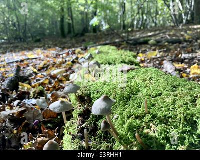 Pilze wachsen auf Moos in britischen Wäldern Stockfoto