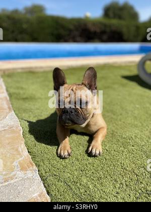 Französische Bulldogge, die auf Gras am Swimmingpool liegt Stockfoto