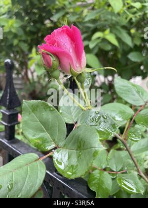Nahaufnahme einer rosa Rosenknospe nach Regen. Stockfoto