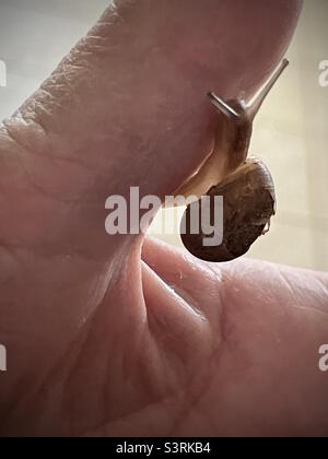 Eine Nahaufnahme einer kleinen, gemeinsamen Gartenschnecke, Cornu aspersum, die den Daumen der Hand einer Person hochkriecht. Stockfoto