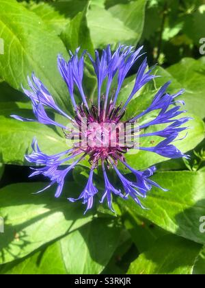 Mountain Knapweed, blaue Kornblume (Centaurea montana), die auf St. Catherine's Hill, Hampshire, Großbritannien, wächst Stockfoto