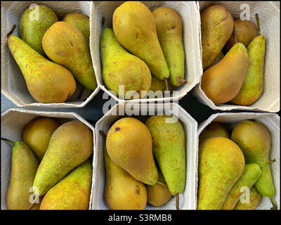 Ein Blick von oben auf Wannen oder Pölpel von Conference Pears. Gesund, nahrhaft und lecker, sind diese Früchte ein wesentlicher Bestandteil für ein gesundes und leckeres Leben. Foto ©️ COLIN HOSKINS. Stockfoto