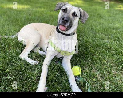 Ein junger Hund sitzt im Gras und schaut mit gekipptem Kopf auf die Kamera. Daneben befindet sich ein Tennisball im Gras. Stockfoto