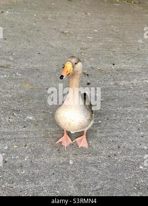 Neugierig gut stehen auf dem Asphalt und Blick auf die Kamera warten auf Essen Stockfoto