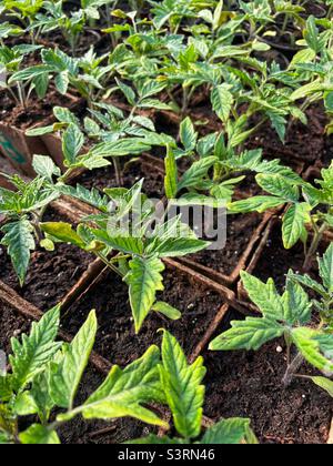 Junge Tomatentransplantationen, die in Torftöpfen wachsen. Stockfoto