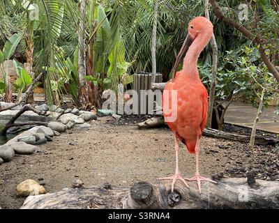 Scharlachrote Ibis in einem Naturschutzgebiet Stockfoto