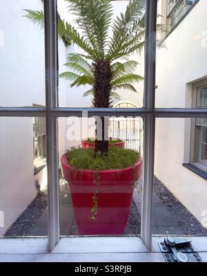 Eine Palme in einem riesigen roten Kunststofftopf im Innenhof eines Hotels in Anglesey, Nordwales Stockfoto