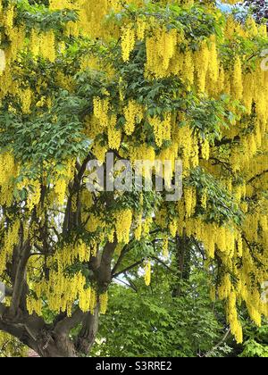 Goldregen Baum in Blüte Stockfoto